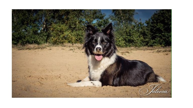 De hond van trnd-partner KellyMS heeft heerlijk zand lopen happen ...