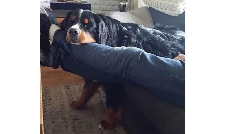 Zo'n mens ligt toch lekker, denkt de hond van Louise ...