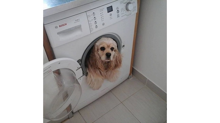 Een spelletje dat niet alleen is weggelegd voor katten: het hondje van Melissa kan er ook wat van!