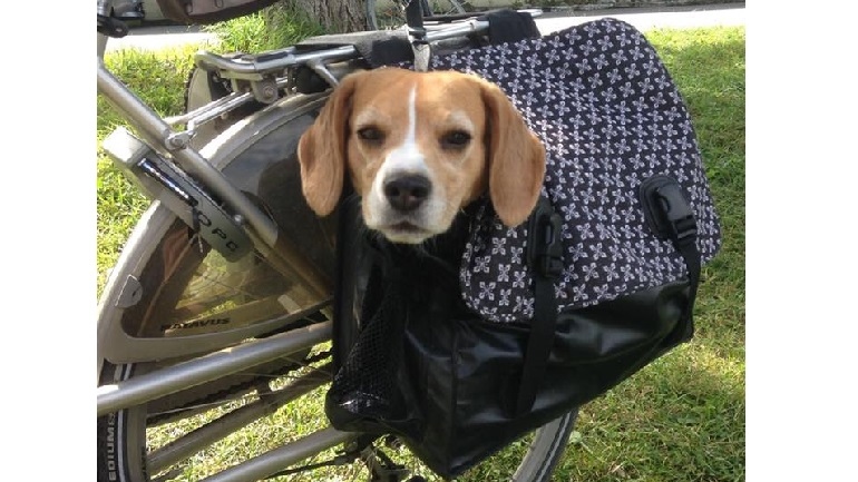 Marley van trnd-partner Sfiej laat zich graag vervoeren! Je kunt haar avonturen trouwens volgen op de Instagramaccount @marley_the_mini_beagle