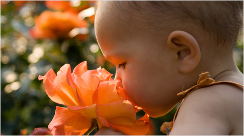 Geuren zijn ontzettend belangrijk in ons leven. Als kind al snuffelen we overal aan. Ons geurzintuig staat in directe verbinding met het gedeelte van onze hersenen dat herinneringen opslaat, vandaar dat een luchtje soms zulke sterke emoties oproept.