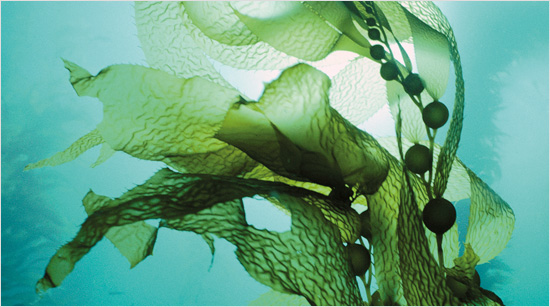 …die bijdragen aan een mooie en gezonde huid. Biotherm Aquasource bevat Life Plankton, een bestanddeel uit de oceaan dat de natuurlijke afweer van de huid versterkt.