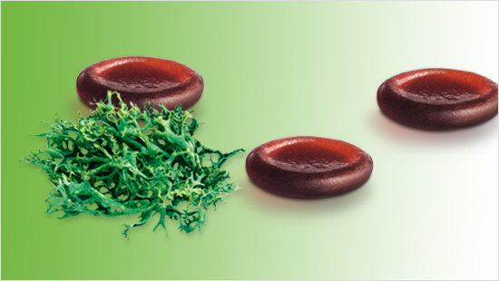 … is een natuurlijk extract van IJslands mos. Dit zorgt voor een beschermend laagje in de keel. Dit laagje kan door verschillende oorzaken… 