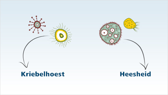  …kwetsbaar wordt voor virussen en bacteriën. isla helpt dit te voorkomen zodat we altijd op onze stem kunnen rekenen! 