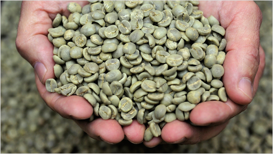 … bevat net zoveel cafeïne als een kopje koffie. Deze cafeïne is afkomstig van groene koffiebonen. Op een drukke middag…