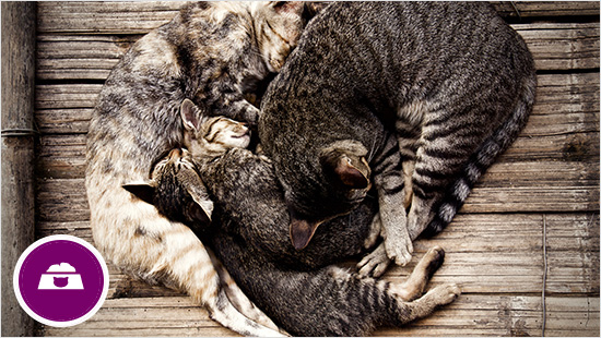 Alle katten hebben vitamines, mineralen, essentiële vetzuren, koolhydraten, vezels en eiwitten nodig om gezond te blijven. Maar per levensfase verschillen de specifieke behoeften.