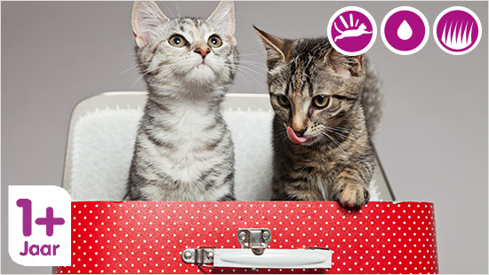 Een volwassen kat heeft een optimale balans van vitaminen en mineralen nodig voor genoeg energie, een gezond gewicht en gezonde urinewegen. Ook heeft ze extra vetzuren nodig voor een mooie glanzende vacht.