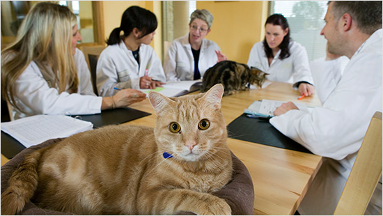 … zorgen onderzoekers en specialisten ervoor dat Whiskas precies zo smaakt zoals onze katten dat lekker vinden, en het ook nog eens goed is voor hun gezondheid! De komende weken ...