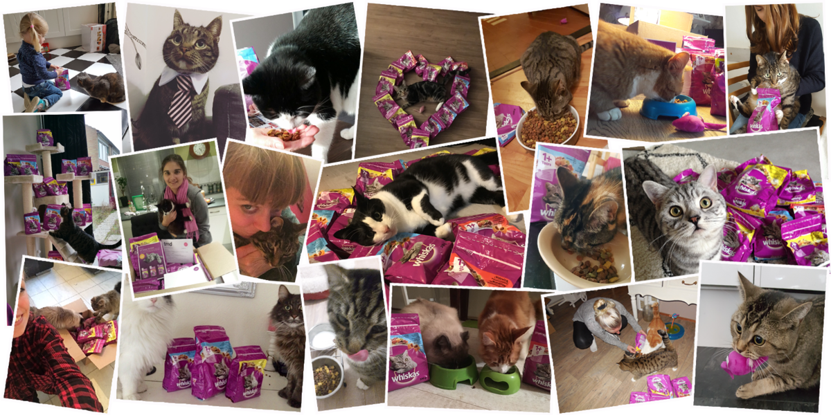Kattenbaasjes delen hun ervaringen met Whiskas