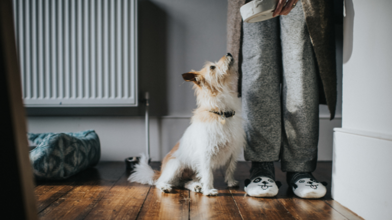 Witamy w projekcie Butcher's ??