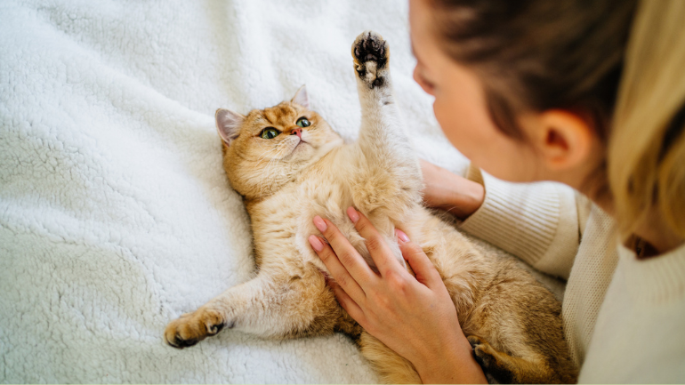 Zainspiruj się i publikuj z Purina® CAT CHOW®!