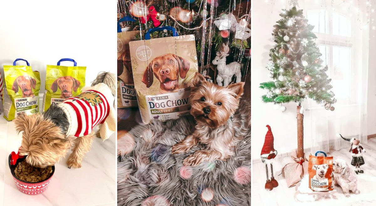 Finał projektu Purina Dog Chow®!