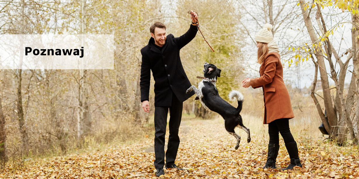 Wypróbuj pokarm Perfect Fit i poznaj jego wpływ na kondycję u Twojego psa!