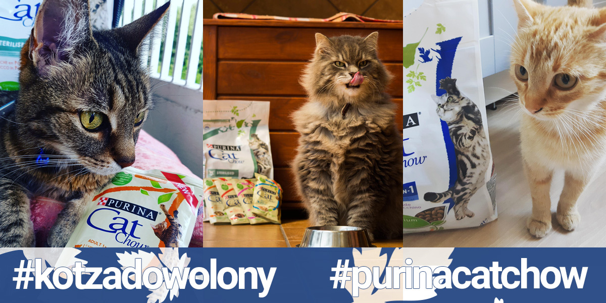 #purinacatchow #kotzadowolony