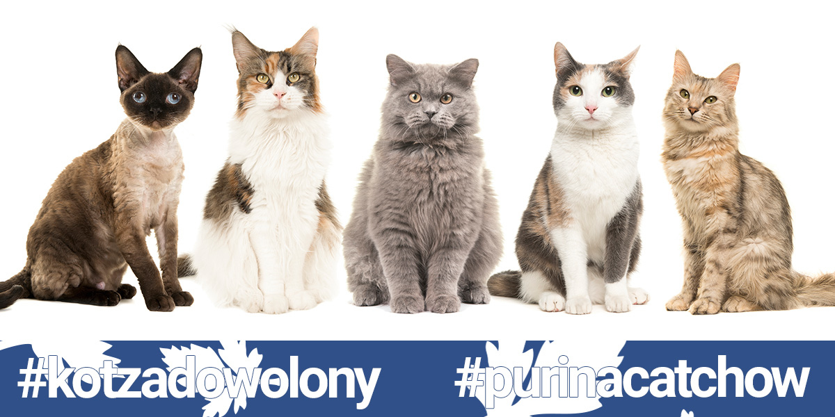 #purinacatchow i #kotzadowolony