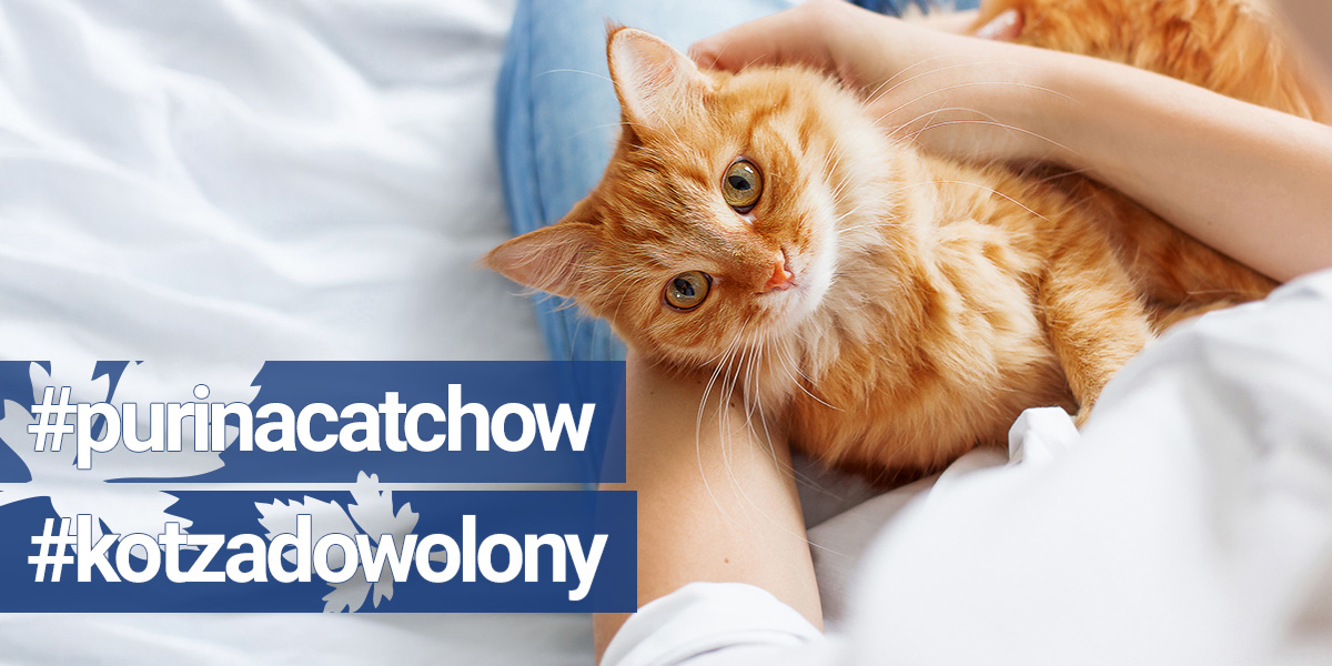 #purinacatchow #kotzadowolony