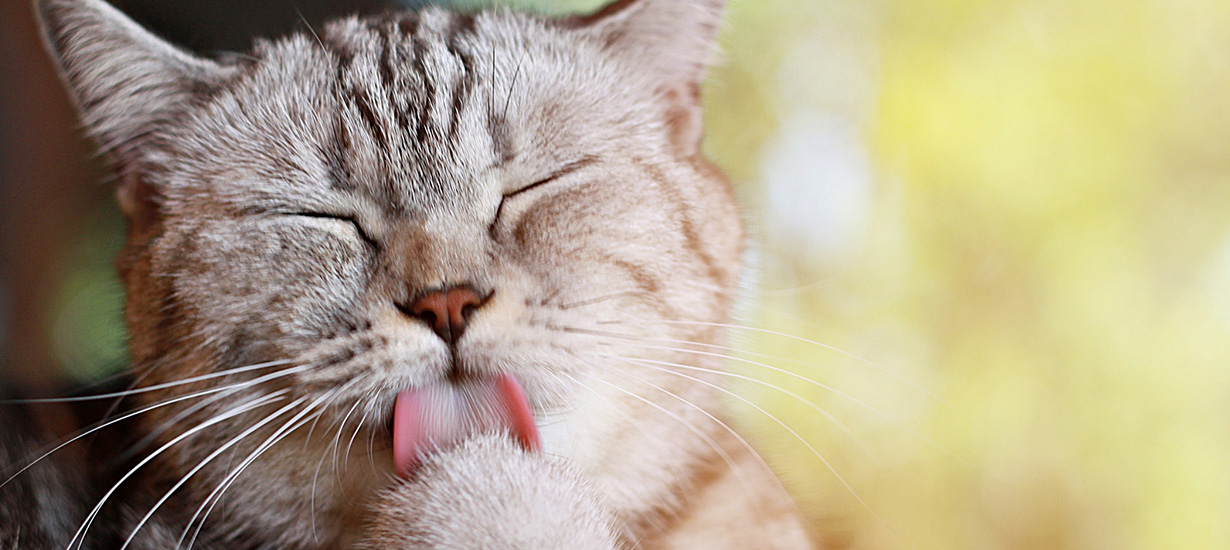 Każdy niesamowity kot będzie zadowolony po pysznym i naturalnym posiłku z Purina Cat Chow! Mrrraw...