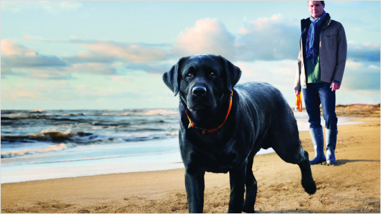 ...która przeznaczona jest dla psów dorosłych ras średnich!