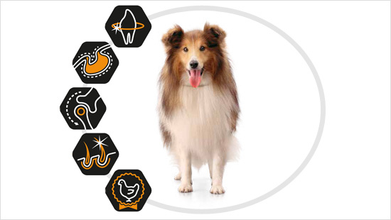 PURINA PRO PLAN MEDIUM ADULT zapewnia długotrwałe korzyści!