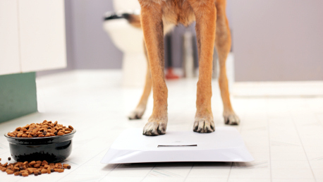 Dobór właściwej dla wagi, wieku i kondycji psa karmy