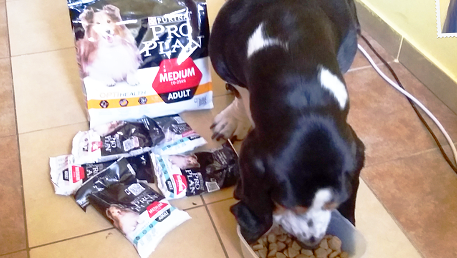 Wprowadzanie nowej karmy