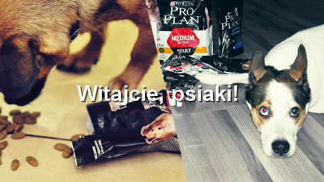 Witajcie, psiaki!