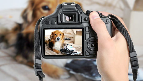 Psiak Ambasadorki ana1011