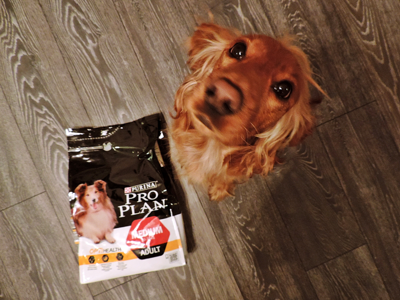 Ambasadorka mrowcia31