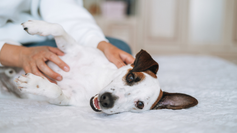 Zainspiruj się i publikuj z Purina® PRO PLAN®!