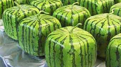 melancias-quadradas2-jpg