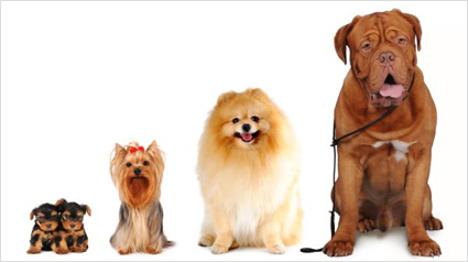 trnd_marketing_colaborativo_personalidade cães