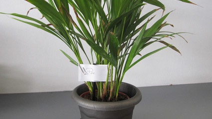 trnd_parrainage_plates-jpg