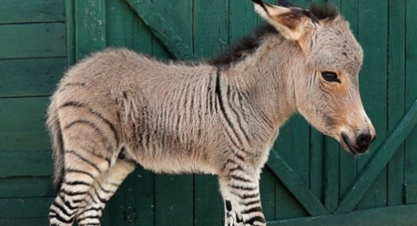 trnd_marketing-colaborativo_zonkey