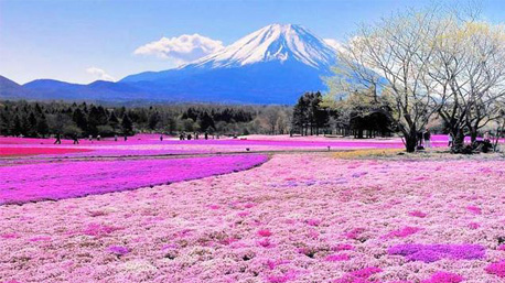 Monte Shibazakura no Japão