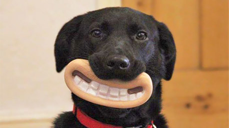 Sorriso de cão