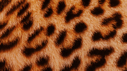 novo projeto marketing participativo trnd foto padrao leopardo