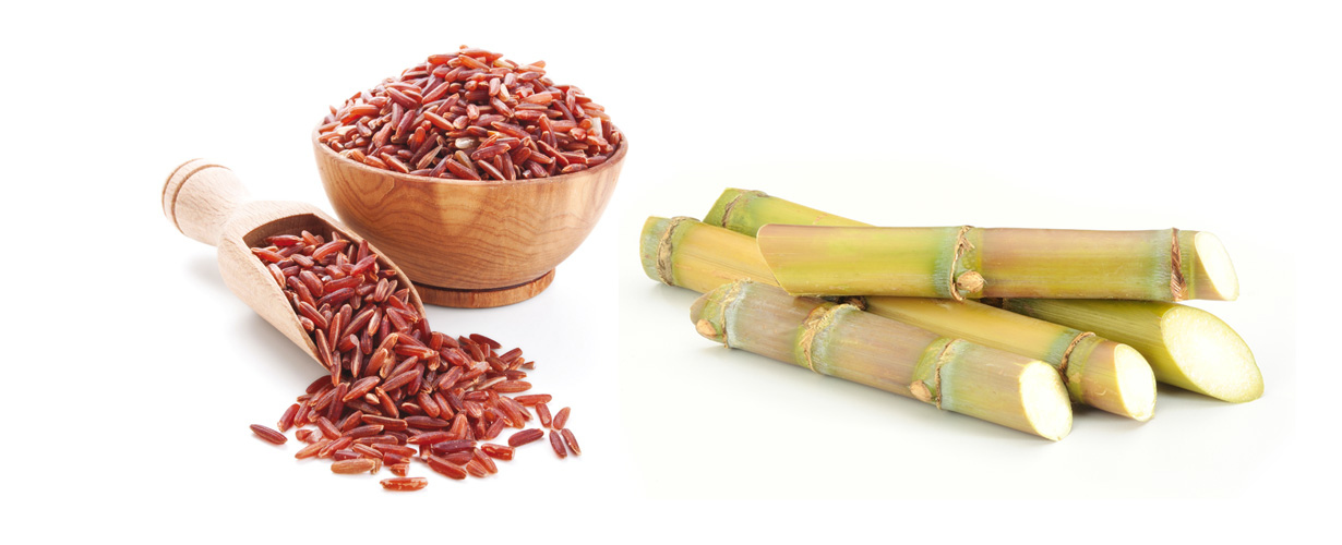 … com levedura de arroz vermelho e policosanóis de cana de açúcar…