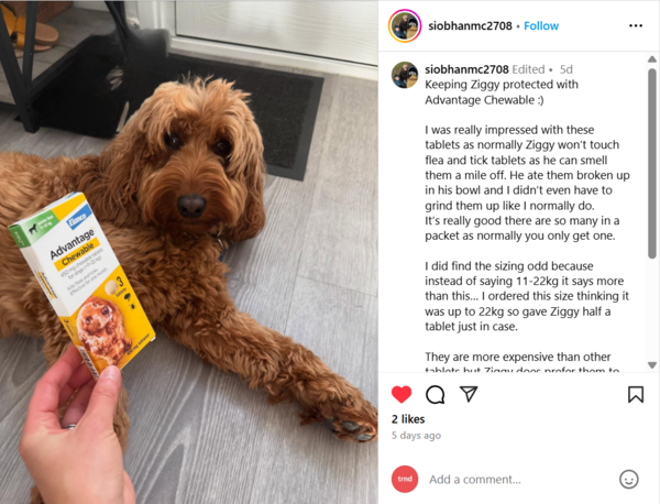 Ziggy taking the advantage chewable tablet