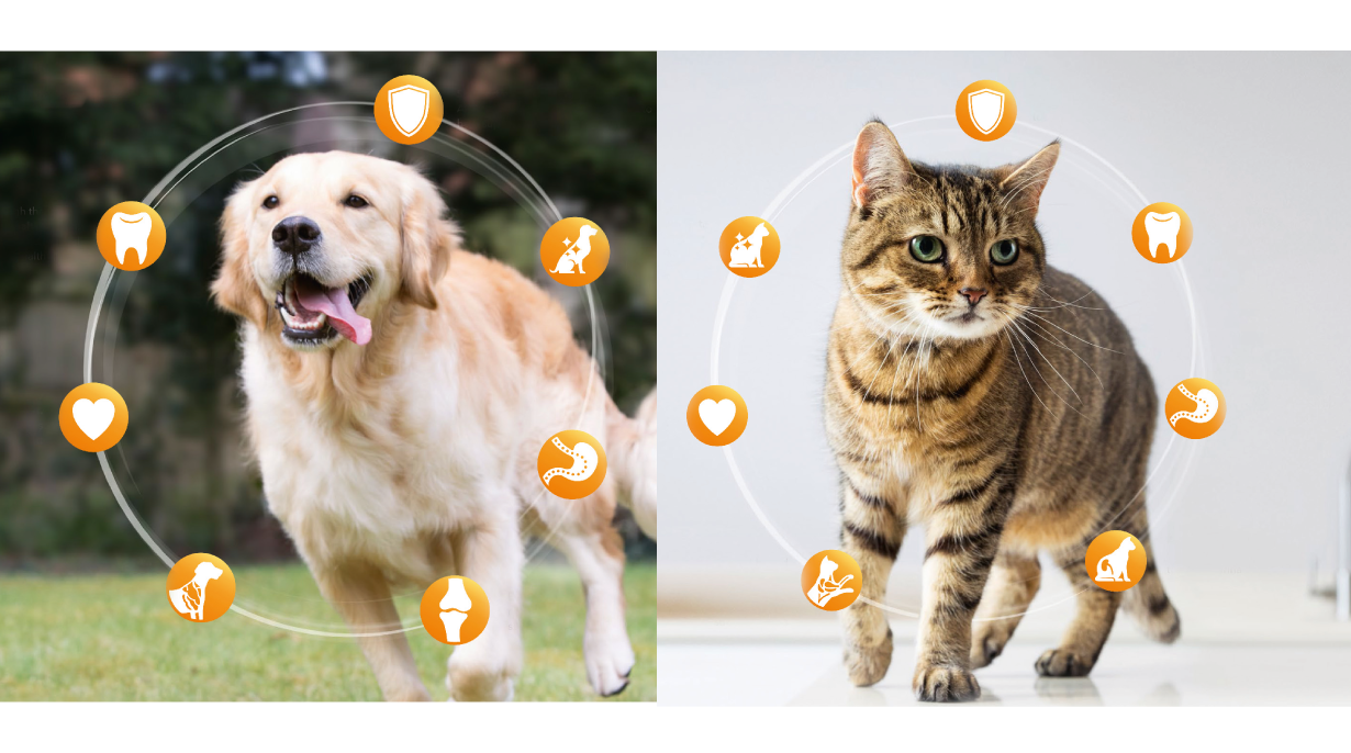 IAMS for Vitality has a formula that promotes 7 signs of healthy vitality