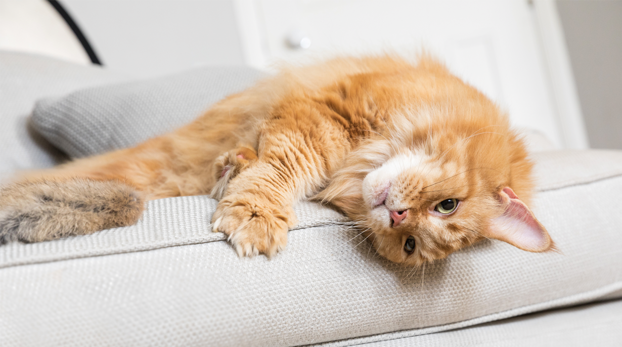 IAMS for Vitality cat food has 4 different recipes with meaty and fishy flavours to choose from: fresh Chicken, freshly froen Salmon, Lamb, and Ocean Fish