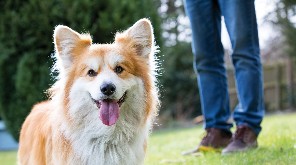 IAMS for Vitality dog food comes in Small/Medium and Large varieties to ensure your dog gets a tailored nutrition for them.