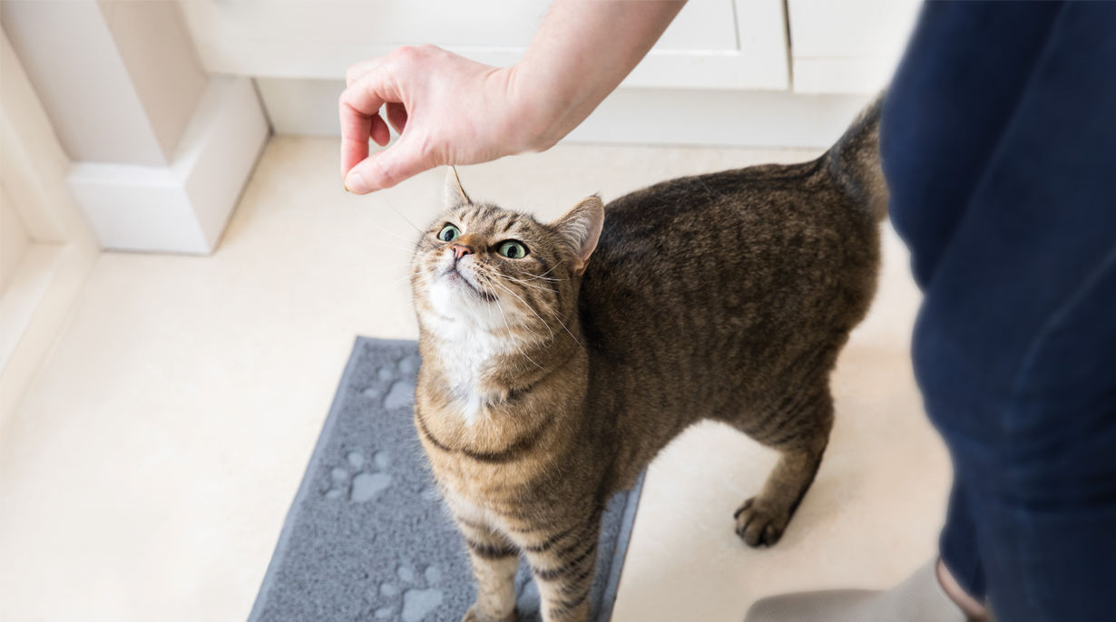 IAMS for Vitality has a variety of recipes for different life stages and lifestyles