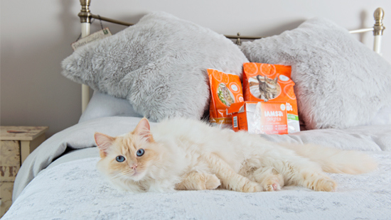 2,000 lucky cats will get to try IAMS ProActive Health for free, while you feed your honest opinions straight back to the folks at IAMS and share cute pictures of your furry friend enjoying their new food!