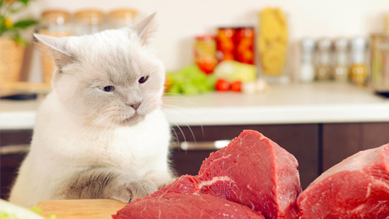 IAMS knows our cats are carnivores and need protein containing taurine. That's why their number 1 ingredient is chicken and turkey. If you want superior nutrition for your healthy and active cat, apply now!