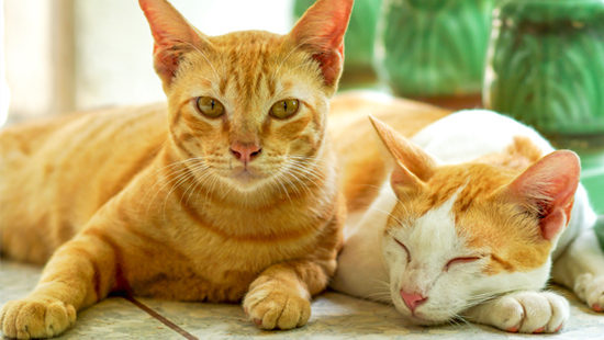 We'll also be spreading the word to our fellow feline fans, by giving out IAMS kitty bags full of ProActive Health dry food and coupons!