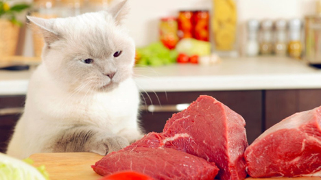 IAMS use premium ingredients