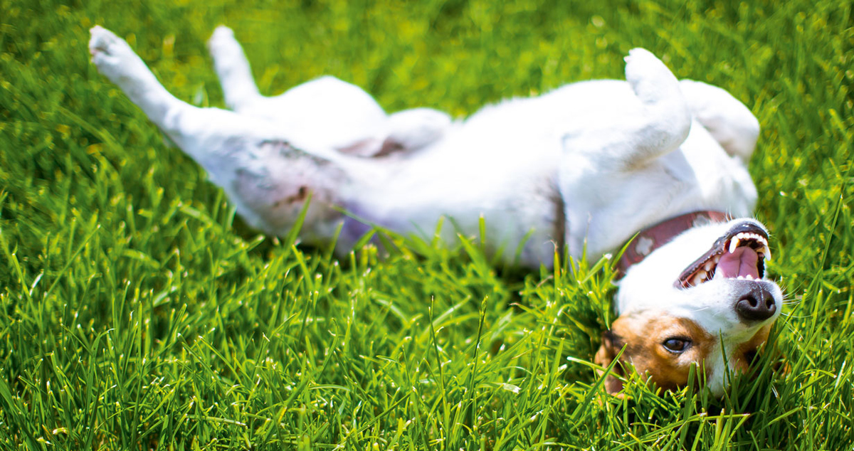 What does your pooch think?