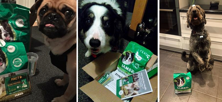 How Much Iams Should I Feed My Dog