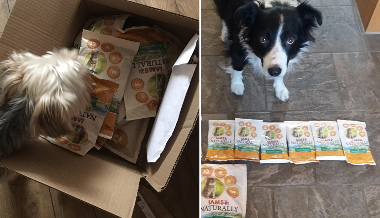 Special thanks to trndsters Sammyloud80 & ickel for sharing the photos of their dogs with us!