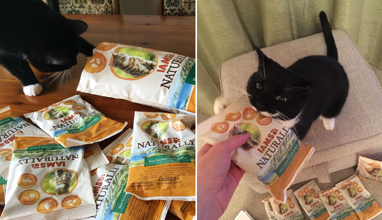 A big thanks to trndsters joanna.nieczaj and LV100 for sharing playful snaps of their purring pals